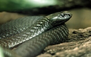 Congo Snake